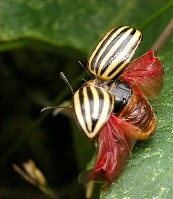 سوسک برگخوار سیب زمینی